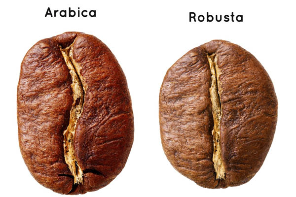 Hạt cà phê Arabica là gì?